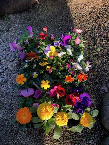 コストコで見つけたセール品は花の苗24ポット796円 大阪で不動産を販売するエイム不動産のブログ